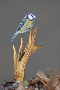 蓝山雀鸟, Cyanistes caeruleus, 栖息在鹿鹿角上