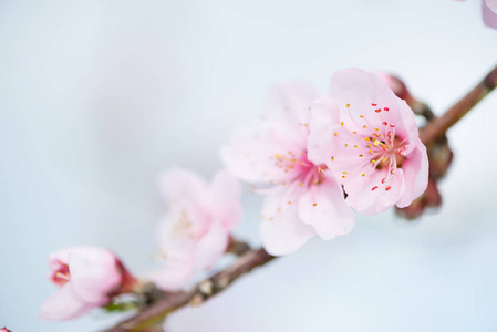 油桃花细节