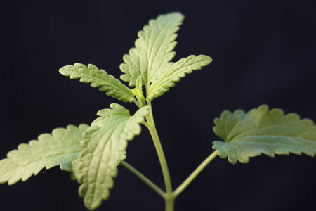 绿色植物芽发芽从种子春季夏天美妙的自然被隔绝在黑