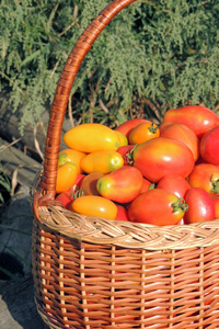 西红柿在篮子里