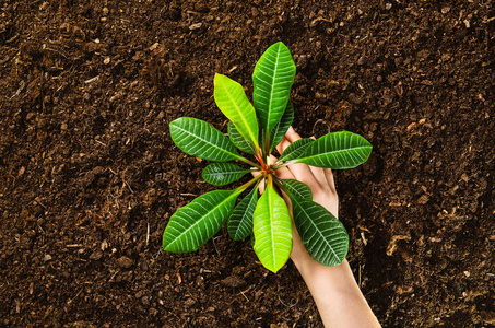 工作在花园里,种植的植物.土顶视图照片