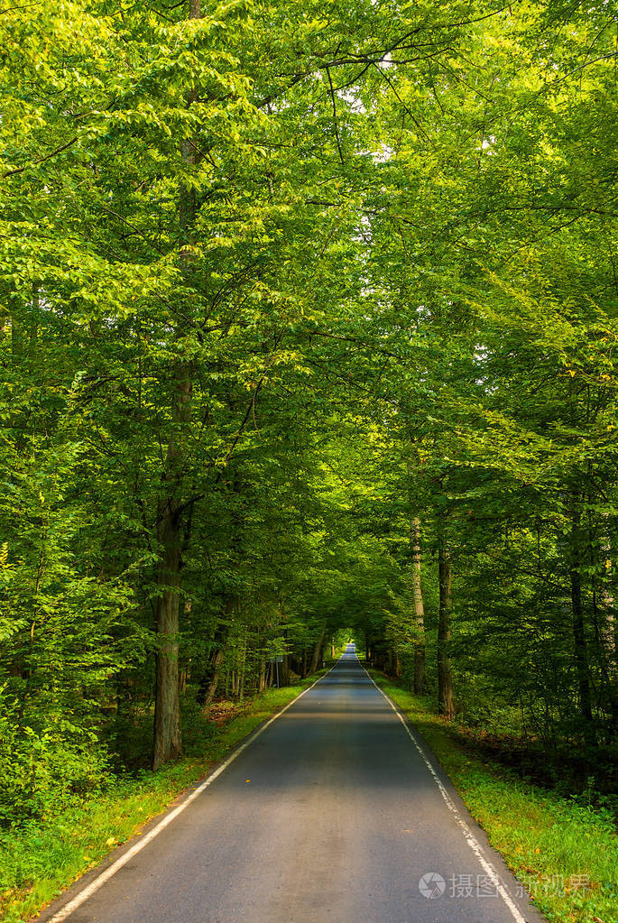 在绿树的美丽道路