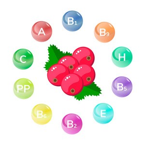 矢量插图。红醋栗。花园浆果。信息