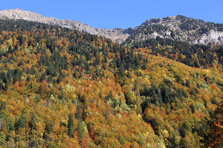 法国的阿尔卑斯山。秋天的山坡