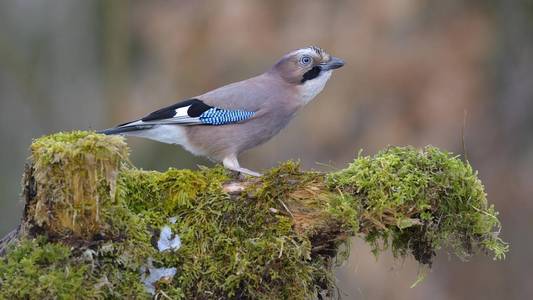 周杰伦鸟, Garrulus glandarius 栖息在树桩上