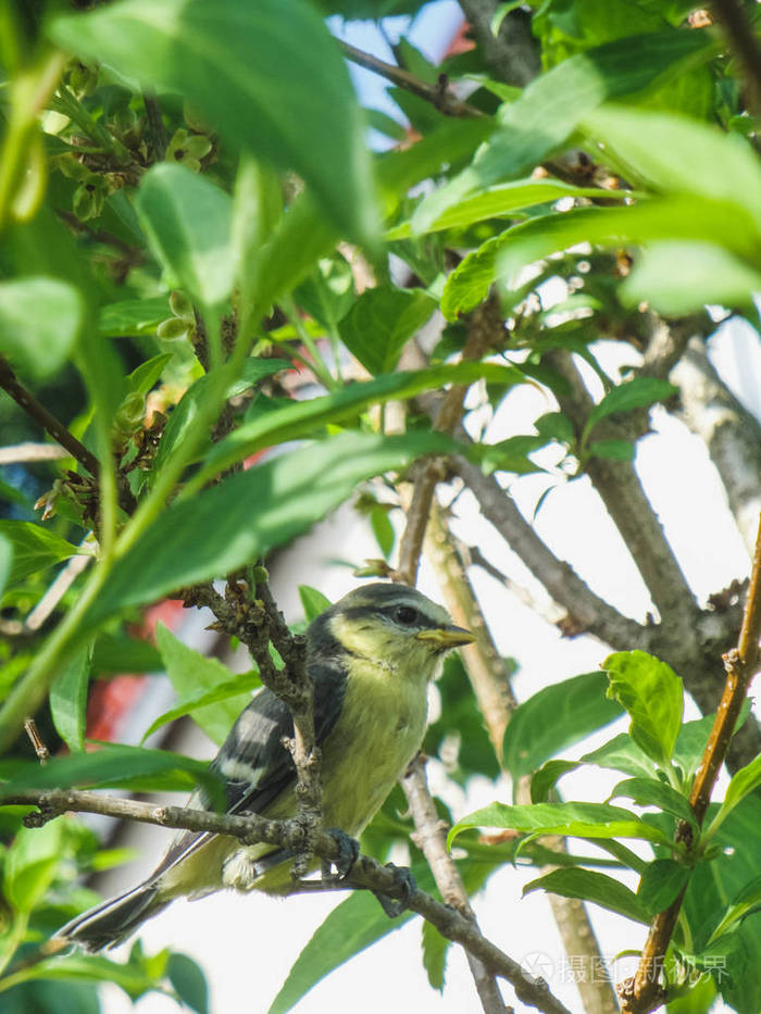 一只蓝山雀鸟坐在树上特写