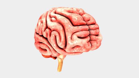 人类的大脑模型