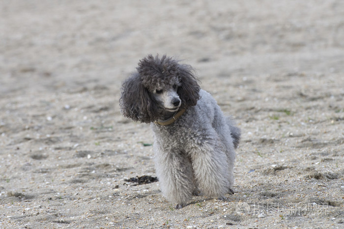卷毛狗在街上玩耍