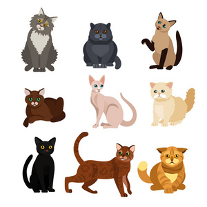 猫不同品种的矢量插图套装, 可爱的宠物动物, 白色背景可爱的小猫平面设计