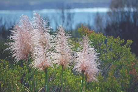 粉红色的草原草花头, Cortaderia jubata, 生长在 Kamay 国家公园, 开普敦 Solander, 新南威尔