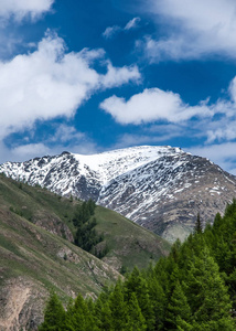 阿尔泰山的雪的山峰图片