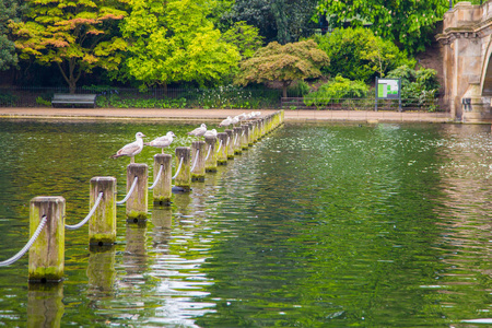 伦敦海德公园景观与许多鸟坐在湖边