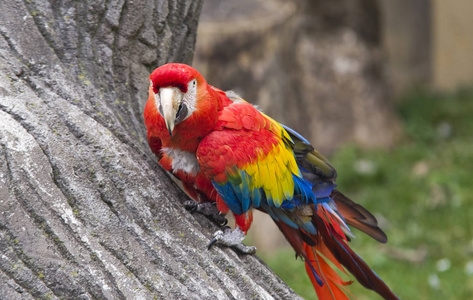 在动物园里的鹦鹉鸟照片