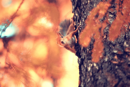 松鼠在秋天的森林