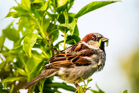 公麻雀或路人鸡内金是麻雀家族 passeridae 的一只鸟, 在世界的大部分