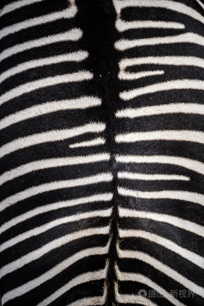 斑马的皮肤的特写