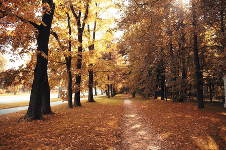 秋天的森林中的路径