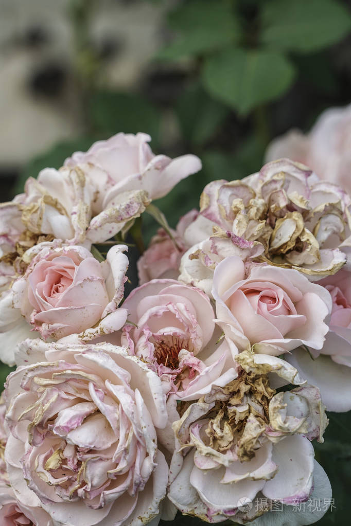 枯萎的粉红色玫瑰在花园