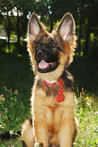 坐在绿草的美丽年轻的德国牧羊犬的狗小狗的特写肖像