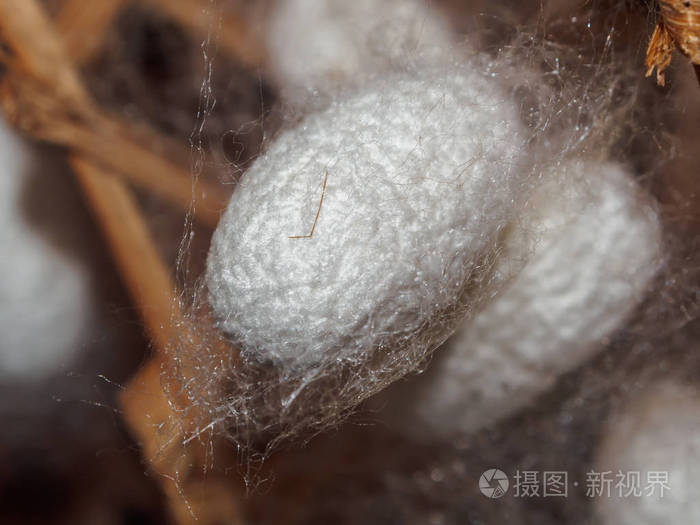 白丝虫茧特写