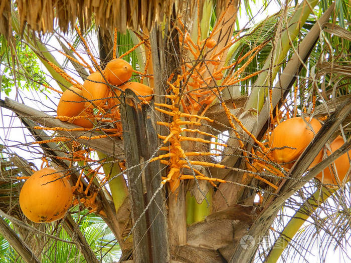 塞舌尔成熟的椰子