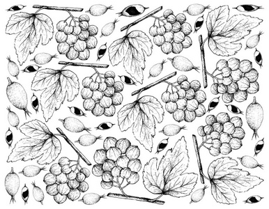 手画 Ampelocissus 和黑莓果酱水果