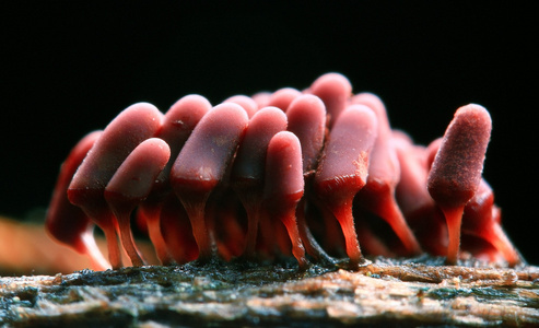 孢子饲料野生动物生物学季节性模式树干上覆盖着真菌孢子的支架真菌