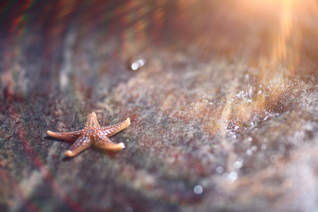 海海滩上的海星