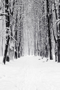 降雪后城市公园的白雪覆盖的树木