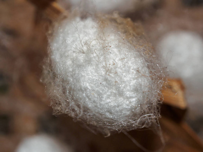 白丝虫茧特写照片