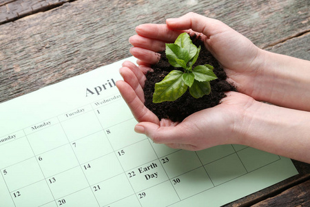 女性手捧着年轻的植物, 日历在木桌上