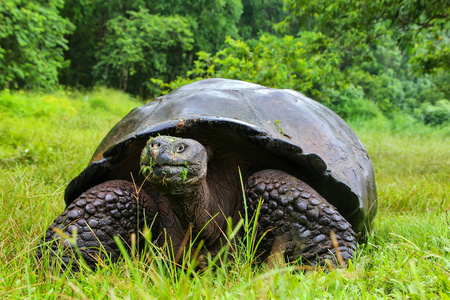 加拉巴哥象龟加拉帕戈国家圣克鲁兹岛上