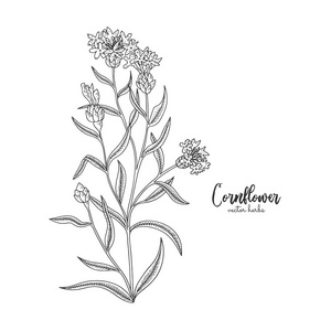 药草茶图片 药草茶素材 药草茶插画 摄图新视界