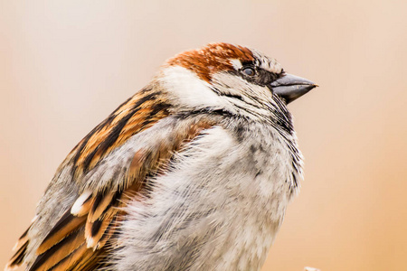 公麻雀或路人鸡内金是麻雀家族 passeridae 的一只鸟, 在世界的大部分