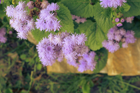 蓝色的牙线花或 Bluemink，Blueweed，猫足，墨西哥画笔在因斯布鲁克