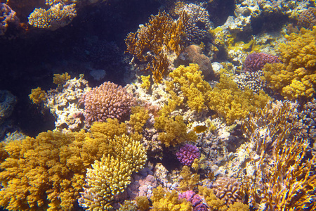 海中美丽的热带珊瑚礁图片