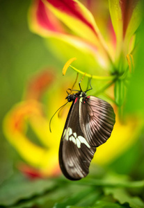 美丽的蝴蝶 Heliconius Hacale zuleikas 在热带佛瑞斯