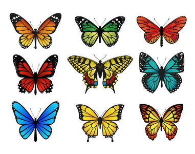 五彩缤纷的蝴蝶设置。矢量图