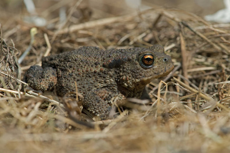 普通蟾蜍 蟾蜍幼年常见蟾蜍长干黄草茎照片