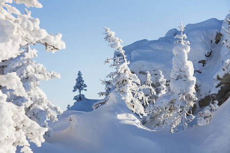 雪覆盖云杉和岩石。冬天的土地山 Zyuratkul
