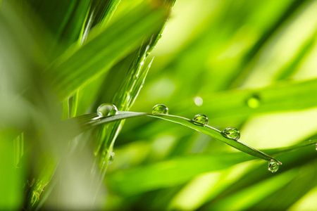 绿草上滴水, 特写