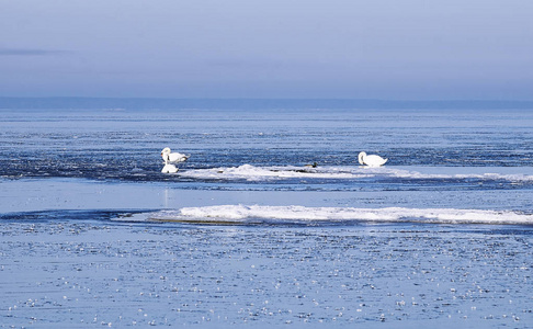 天鹅在冰浮冰之间