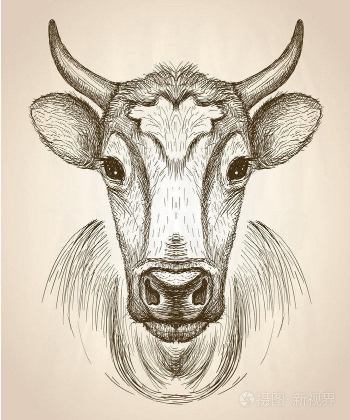 牛脸肖像前, 视图图插画-正版商用图片0gk0rv-摄图新视界