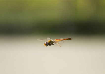 自然背景飞蜻蜓