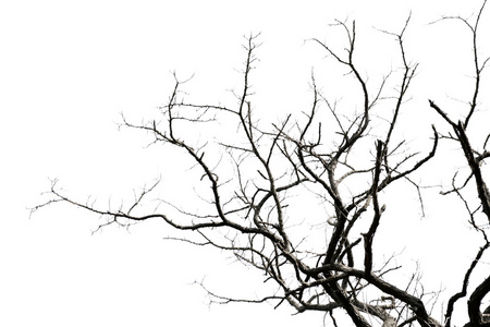 干枯树枝图片-干枯树枝素材-干枯树枝插画-摄图新视界