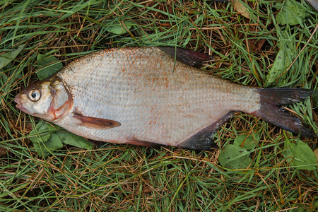几种常见的鲷鱼在绿色草地上。捕捉淡水 fi