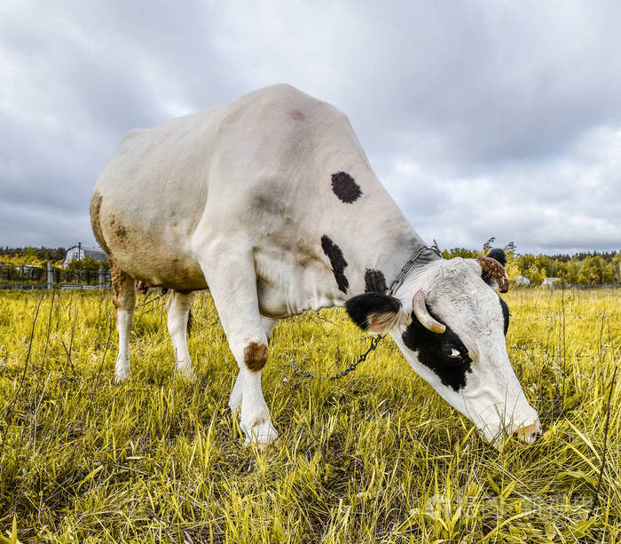 奶牛场的背景上的肖像。美丽有趣牛在奶牛的农场。黑色和白色小牛吃明亮的绿色草地奶牛关