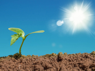 植物生长对土壤土地和太阳和阳光照片