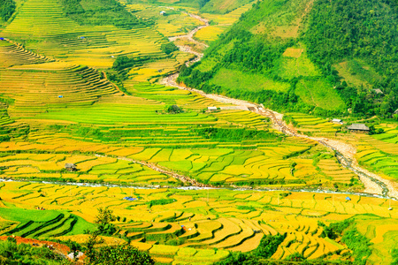 稻田上的梯田的木仓柴，Yenbai，越南。稻田准备在西北 Vietnam.Vietnam 风景收获