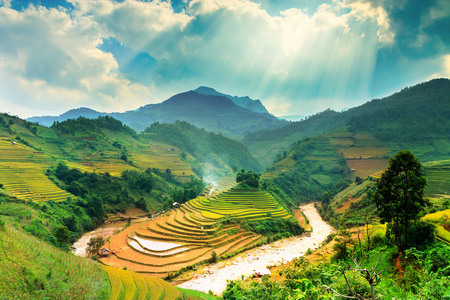 稻田上的梯田的木仓柴，Yenbai，越南。稻田准备在西北 Vietnam.Vietnam 风景收获